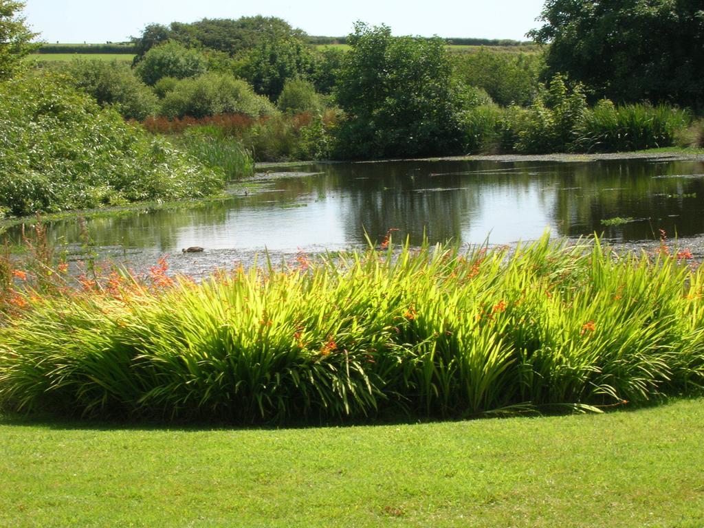 Polhilsa Farm Bed and Breakfast Callington Buitenkant foto